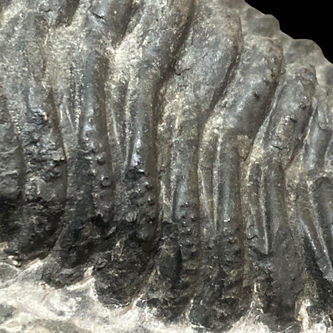 三葉虫化石 特大サイズ　全長約13cm