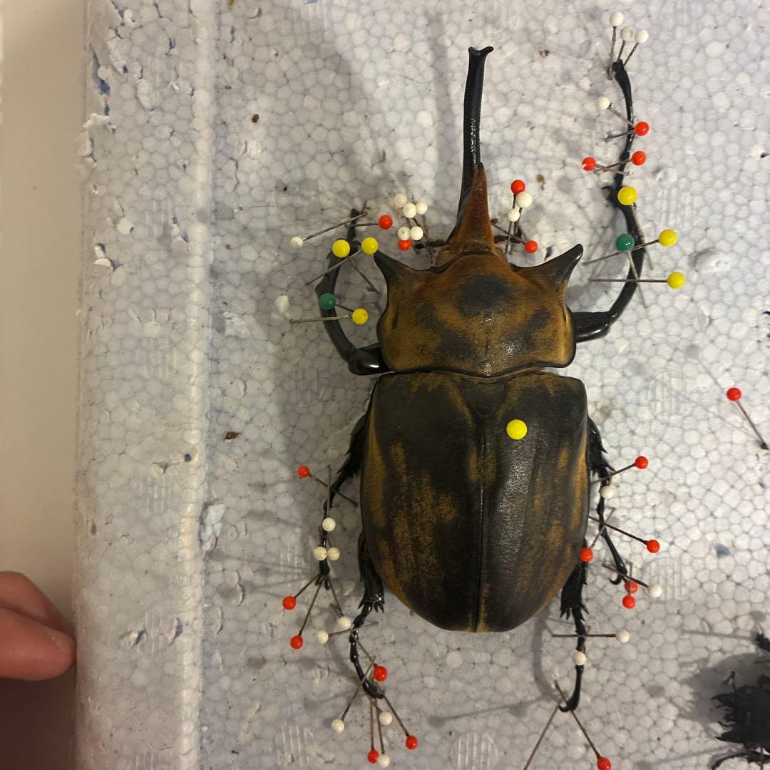 カブトムシ 固定標本 約10cm 茶色