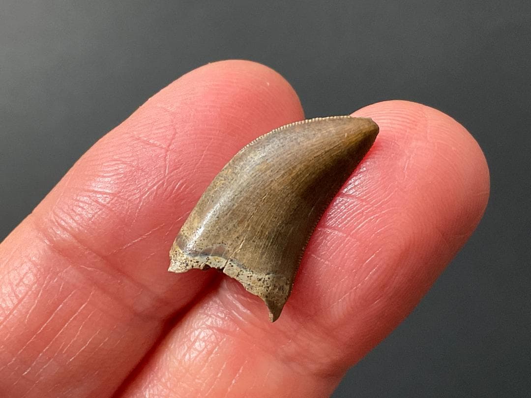 化石 ティラノサウルス 歯 [DS409] 恐竜 希少 レア