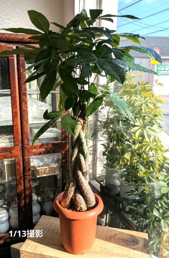 ボタニカルガーデン大杉様のパキラ　 観葉植物