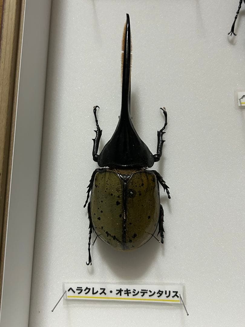 ヘラクレスオオカブト標本(亜種5種) シーラケース付きセット