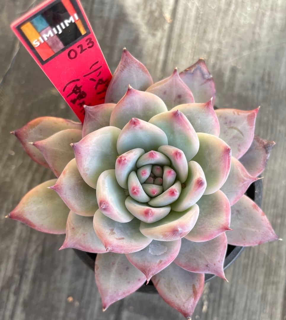 simijimi苗　リンゼアナ　赤札　中里×ぼのぼの