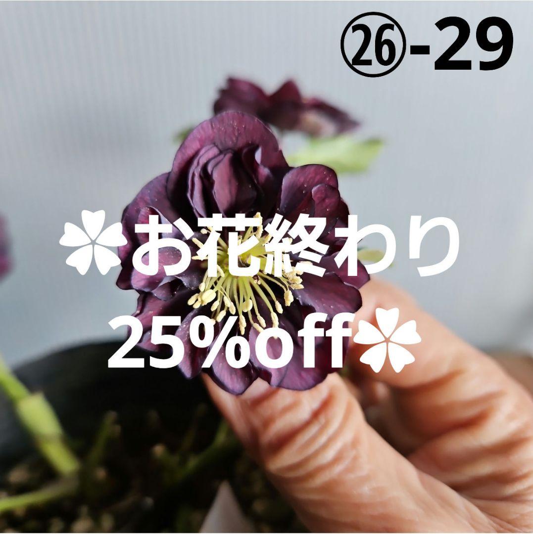 ぴくしー様ご購入苗✿㉖-29✿㉖-48㉖-407クリスマスローズ