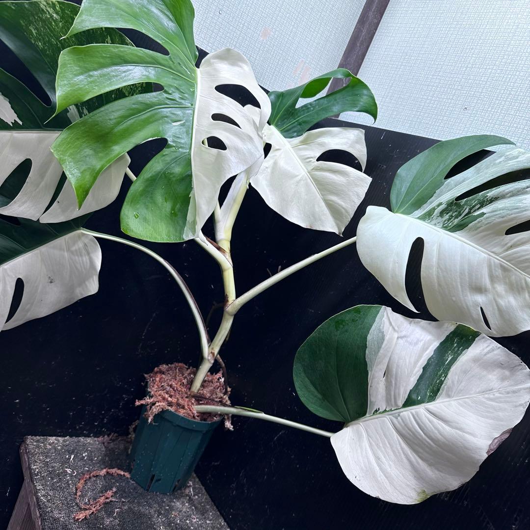 ☆*☆様 モンステラ斑入りハーフムーンホワイトタイガー極美斑入り73cm