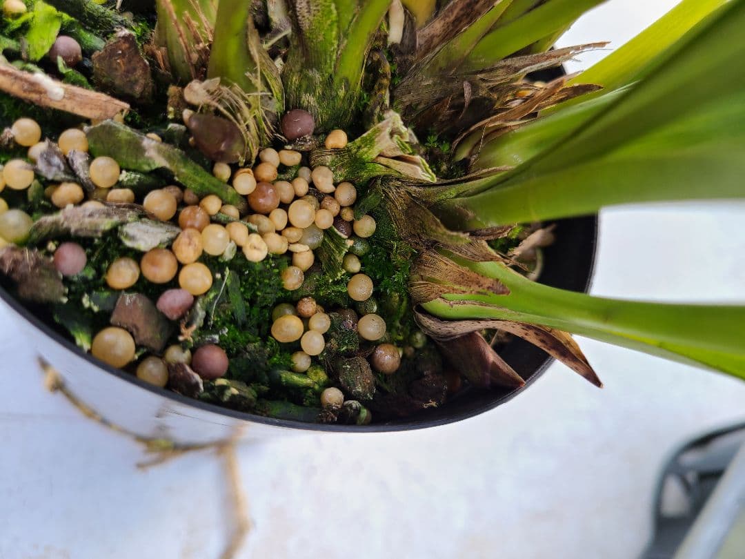 4寸。ミスマフェット。花芽合計19個。5鉢セット。蜜蜂誘引蘭。日本蜜蜂