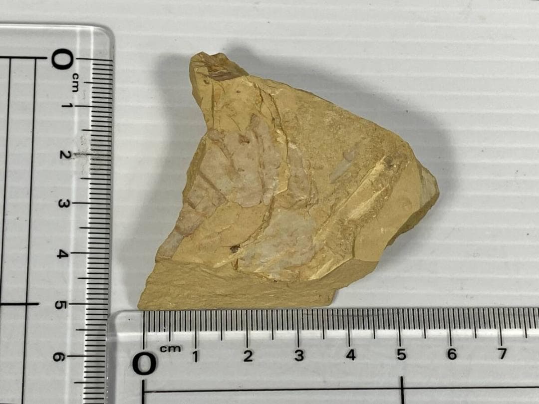 2007年初記載の超レア化石 Guangweicaris spinatus