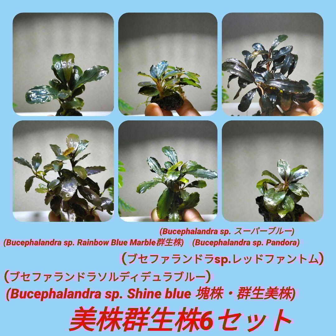 ブセファランドラ・Bucephalandra希少種群生美株セット１セット限定出品