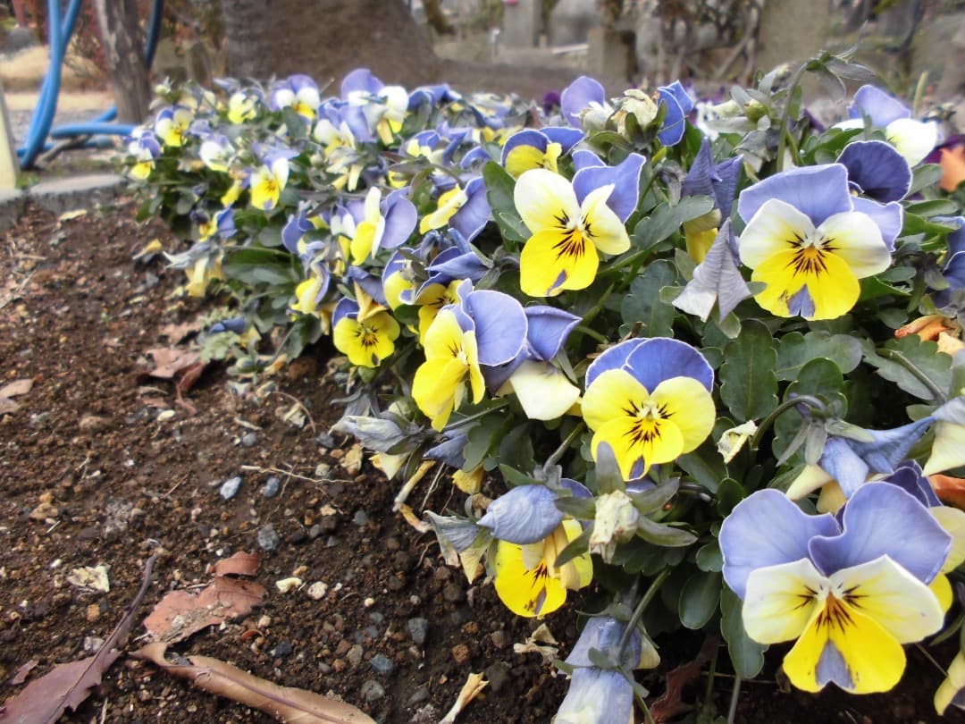 実写美⭕️【動作確認済】CASIO EXILIM EX-Z900 シルバー