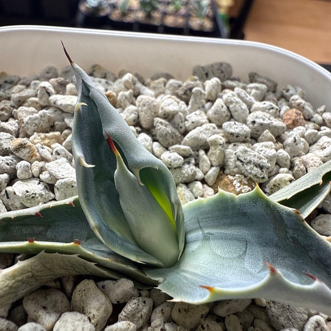 ひ*ろ様 アガベ　オバティフォリア　アウェイクニングエンジェル