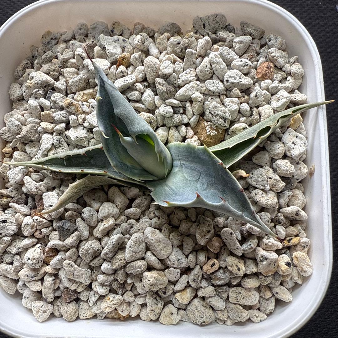 ひ*ろ様 アガベ　オバティフォリア　アウェイクニングエンジェル