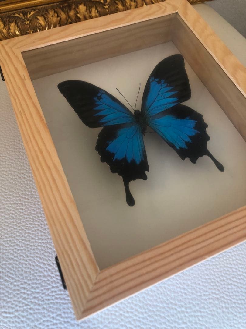 【魔術品】幸運の青い蝶 ユリシス標本 スペイン現役魔女作製 金運愛情運アップ