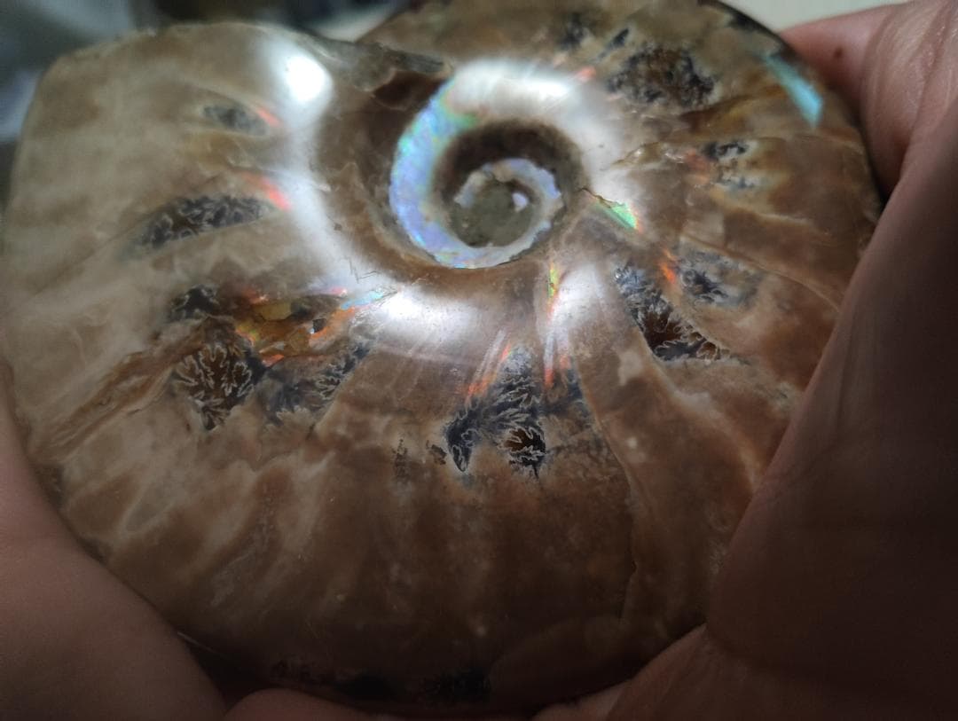 化石 アンモナイト オパール化 遊色 レインボー３点 9800an0814