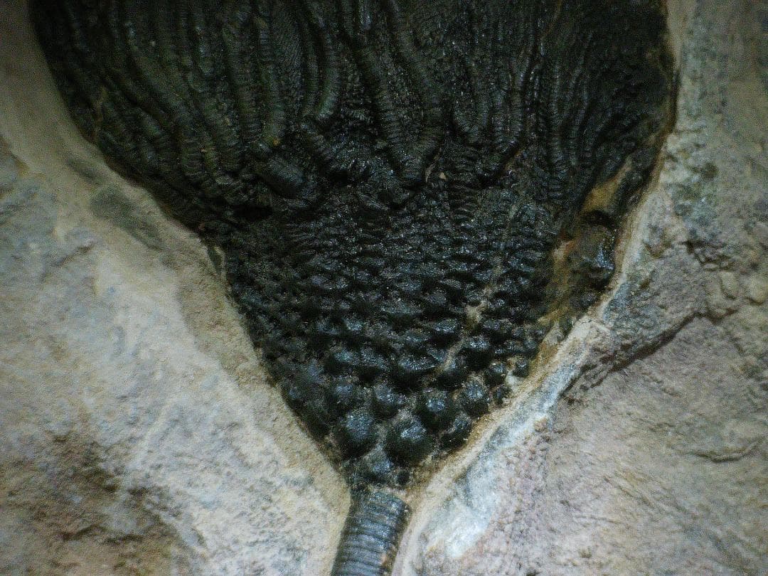 ウミユリ 化石 棘皮動物 重さ682 g 大きさ 約18x16 cm モロッコ産