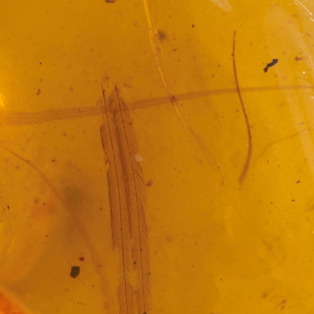 レア極上品 PA0018虫入り琥珀化石　ミャンマーカムティかタナイ9900万年前