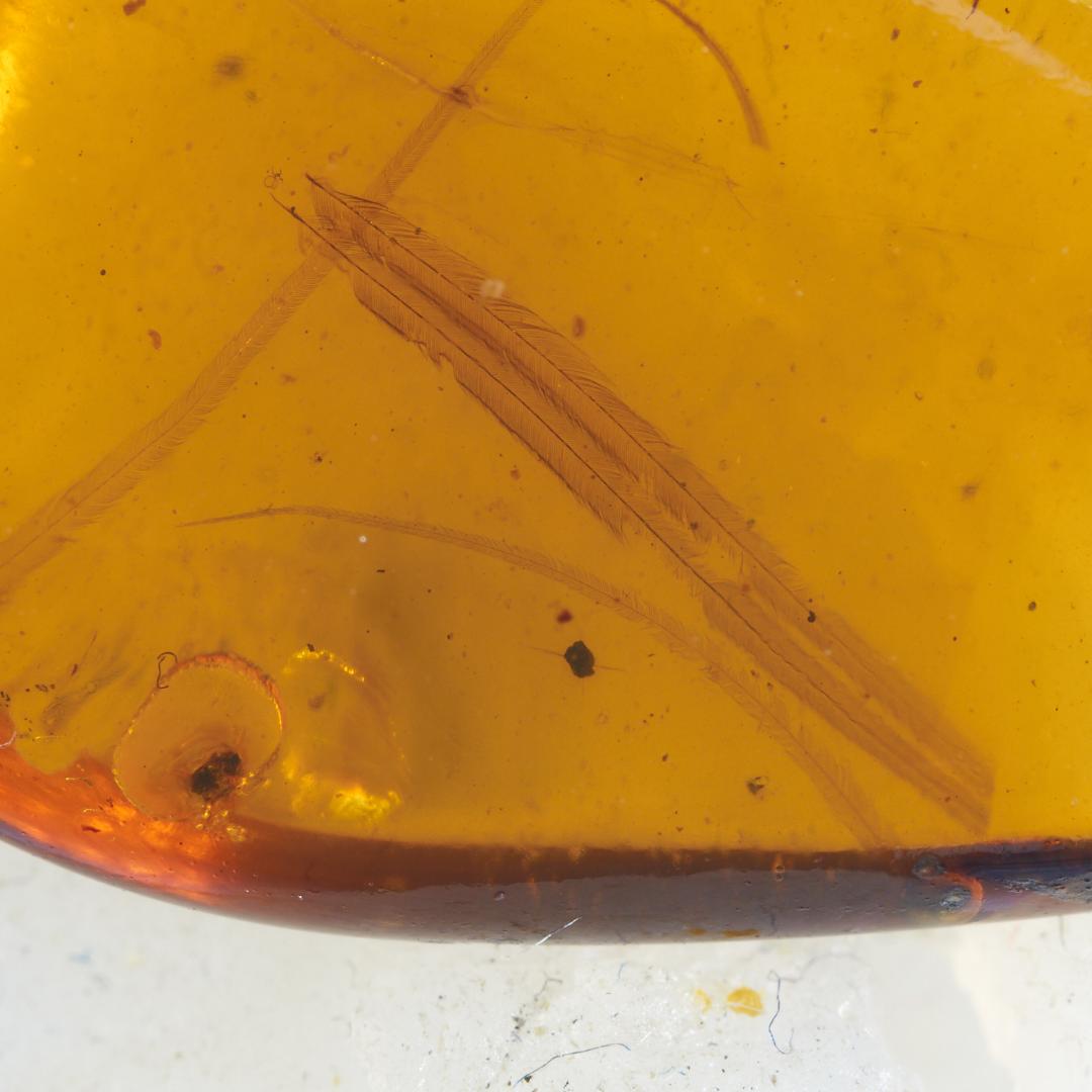 レア極上品 PA0018虫入り琥珀化石　ミャンマーカムティかタナイ9900万年前
