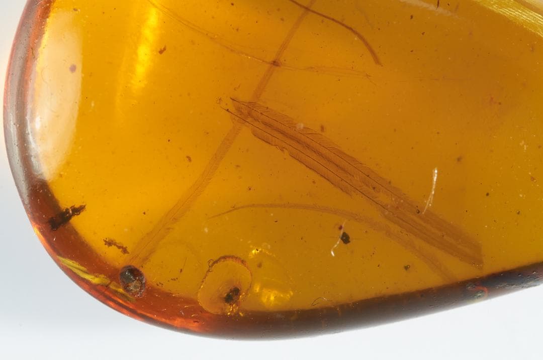 レア極上品 PA0018虫入り琥珀化石　ミャンマーカムティかタナイ9900万年前