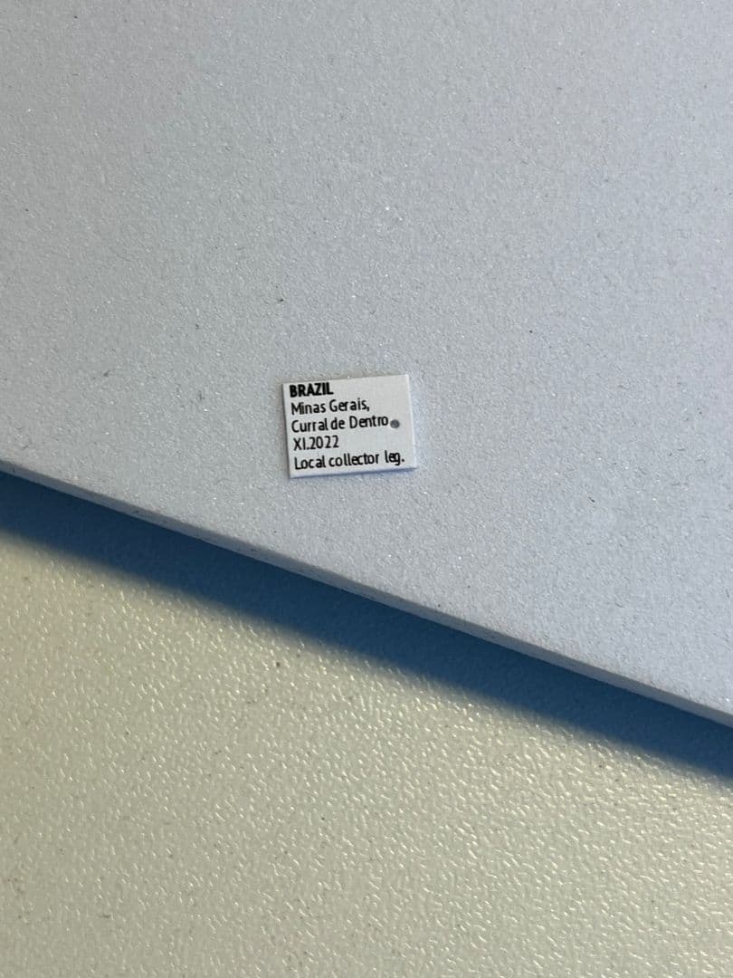 【58mm】赤 ケラモドキカミキリ 大型 Hypocephalus 昆虫標本