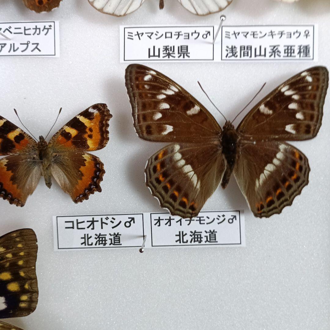 蝶の標本 年1回発生のウスバアゲハ・高山蝶・局所蝶