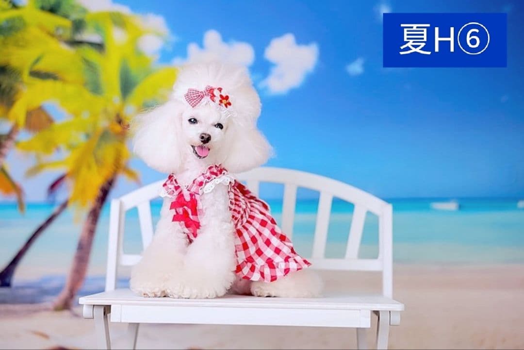 背景布【紫陽花C】サンプル　ペット、トリミング、キッズ撮影用フォトブース　梅雨