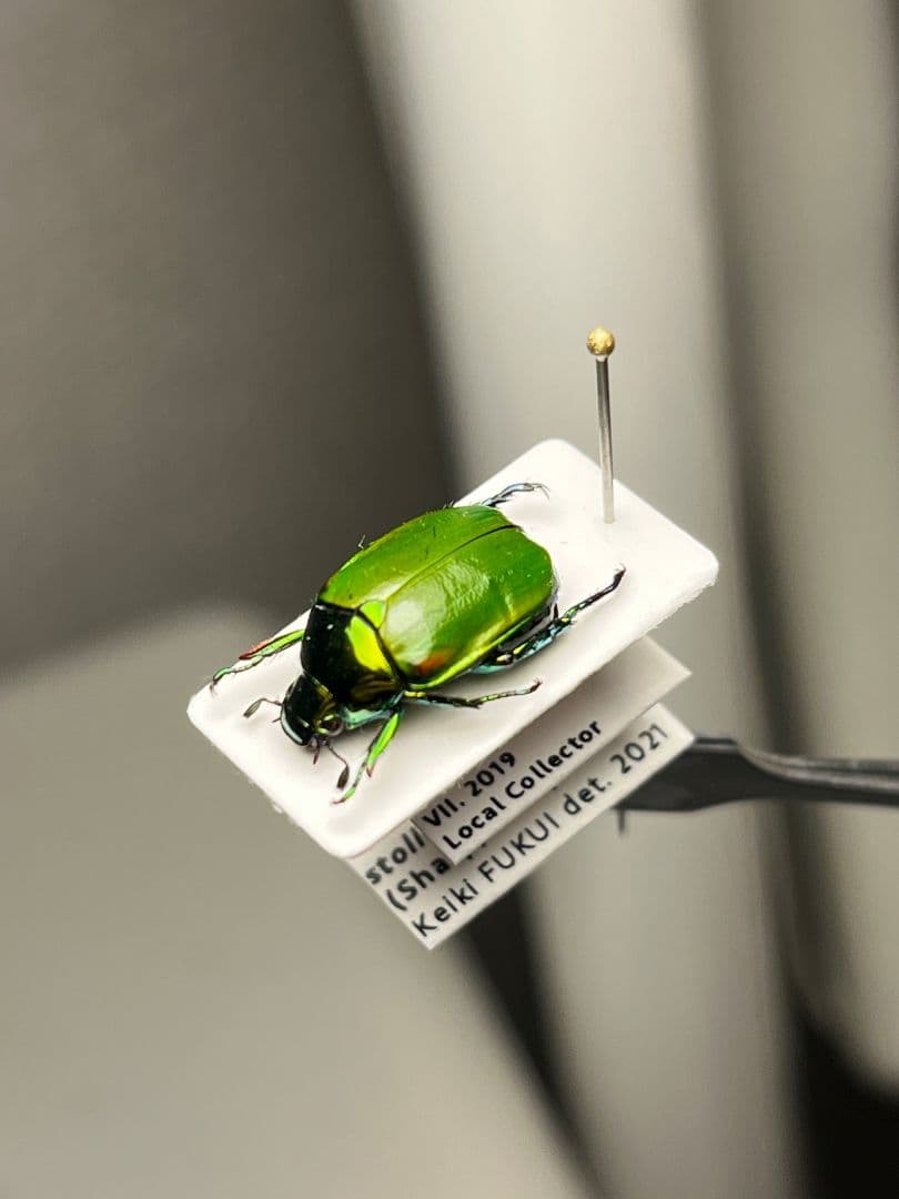 【極美展足】スジコガネの一種　標本 福井敬貴作品 真作 プラチナコガネ