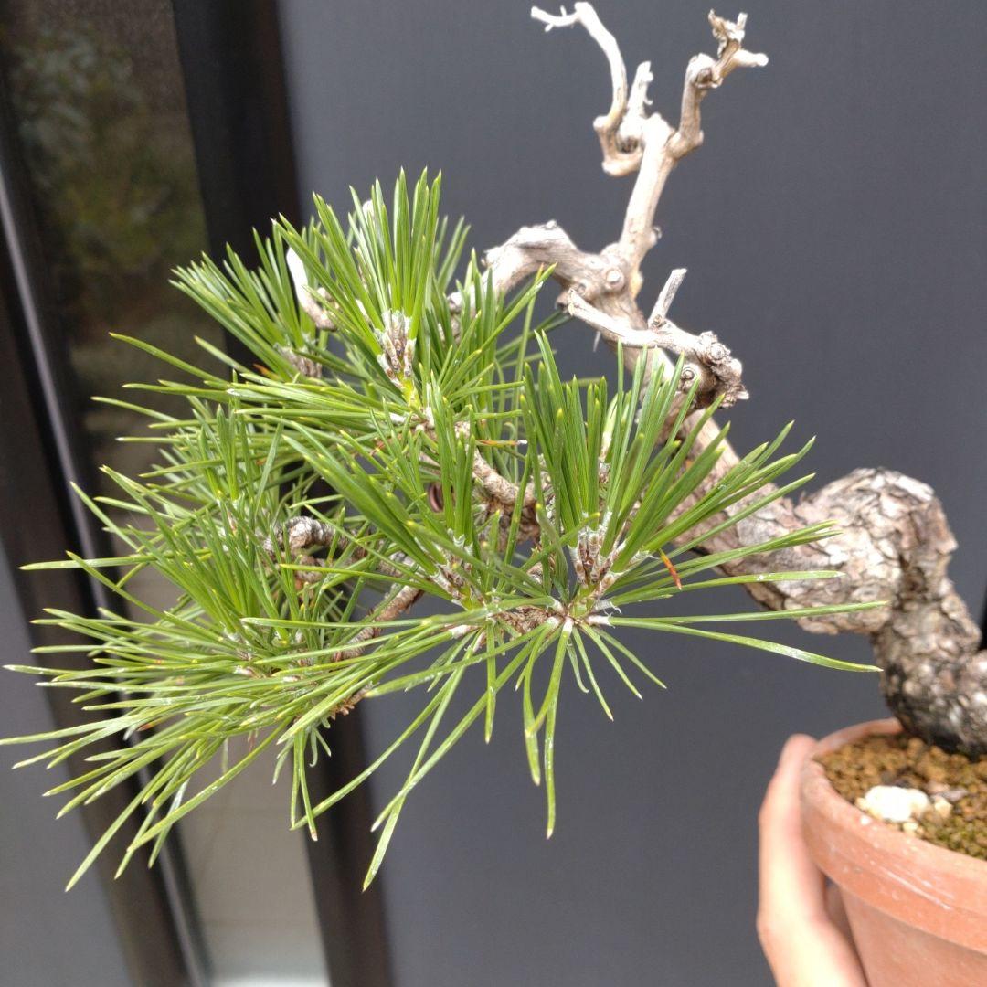 黒松 小品 盆栽 素材