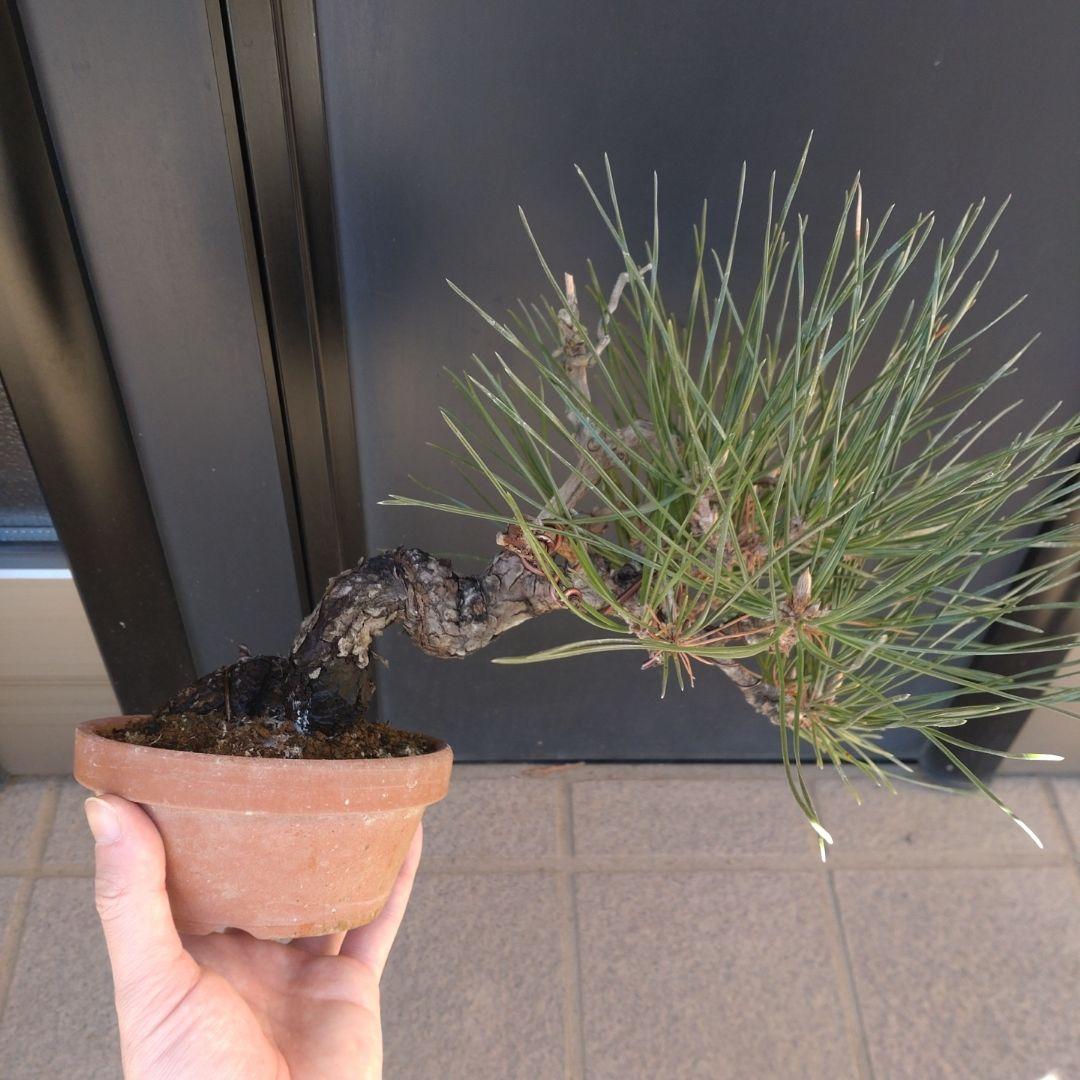 黒松 小品 盆栽 素材