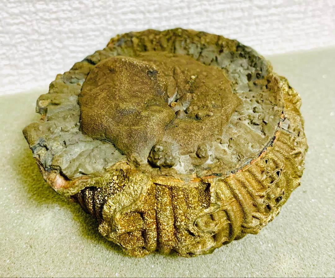 黄鉄鉱化アンモナイト 化石 大型