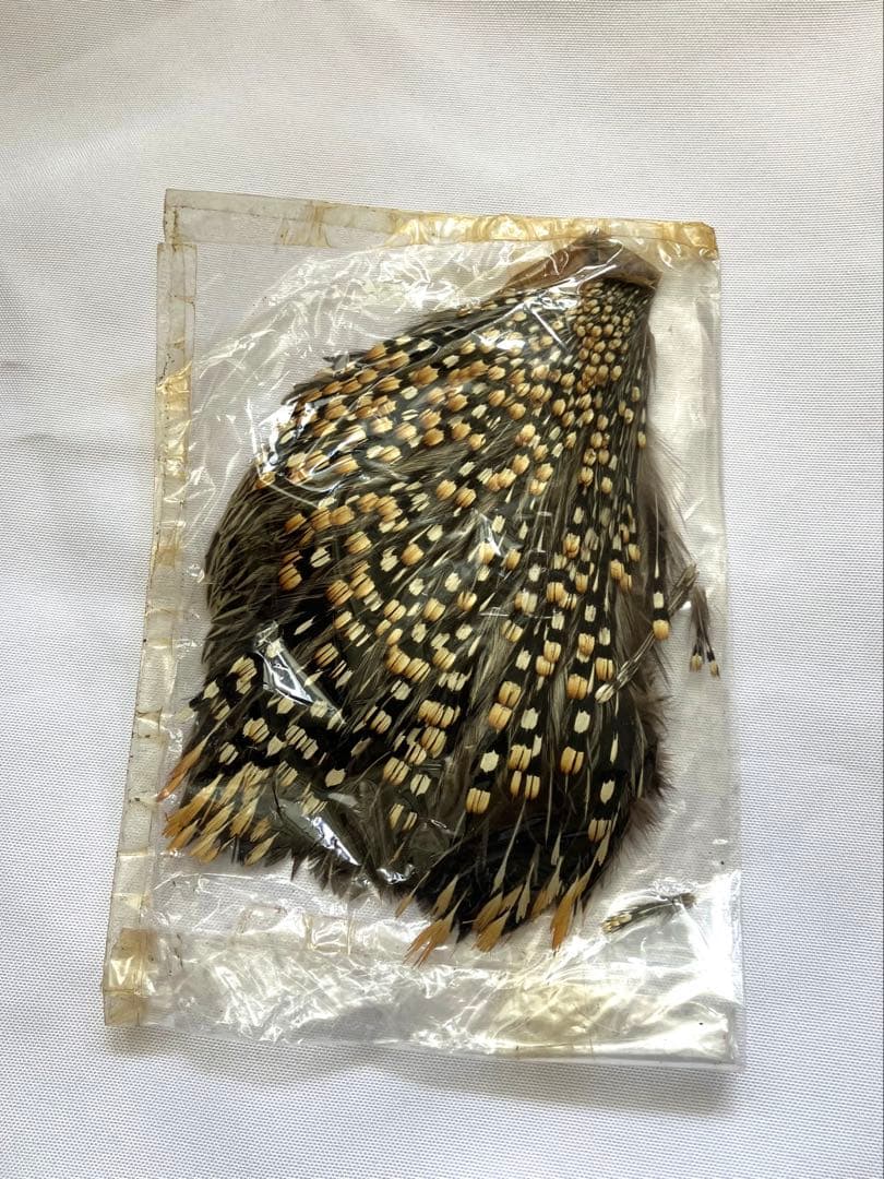 CAMPBELL ジャングルコック DX