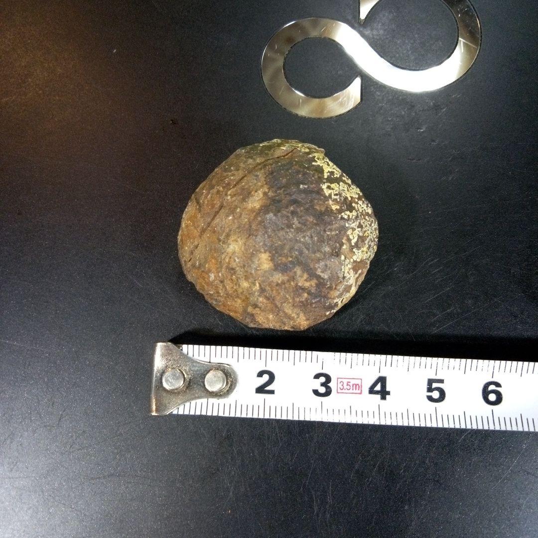 三葉虫　化石　fossil　ボリビア産　trilobite　三葉虫判別➁