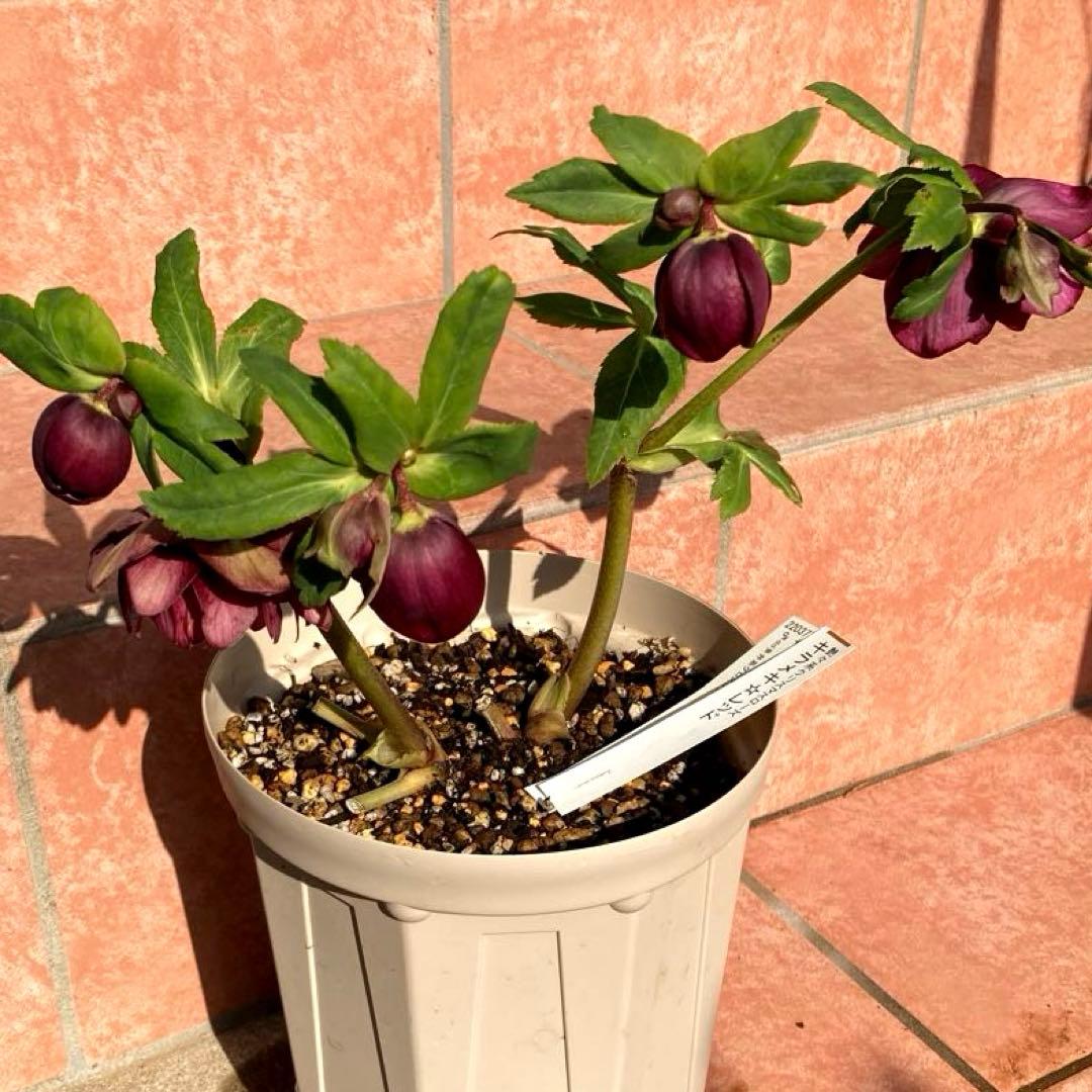 クリスマスローズ開花株 加藤農園　キラメキ⭐︎レッド