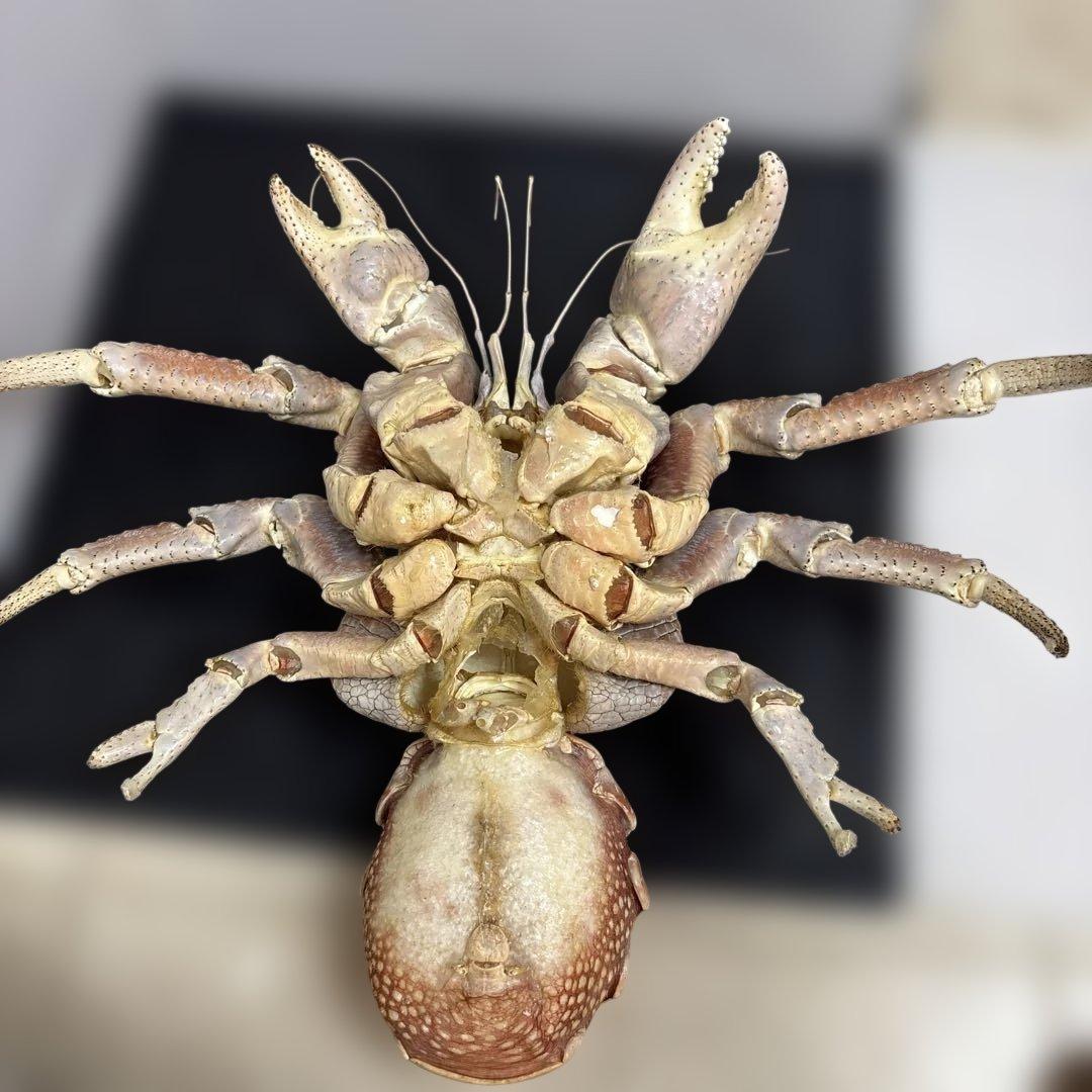 u*d様 現地土産品 ヤシガニ 剥製 標本 約50センチ