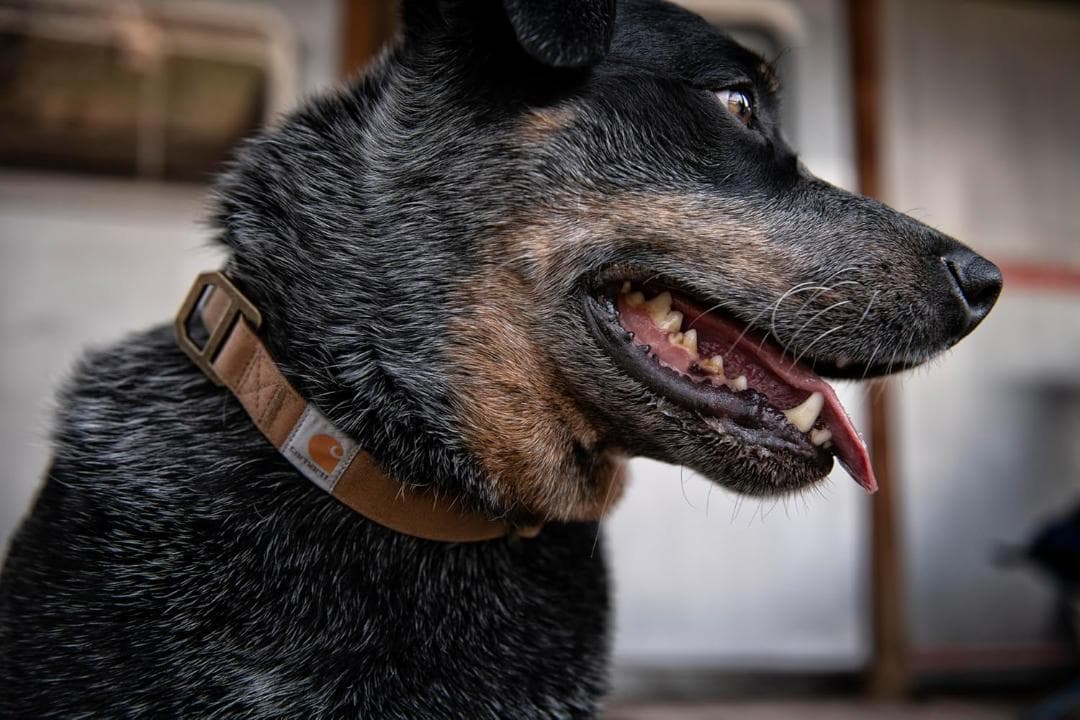 【NEW】Carhartt カーハート リード【L】＆首輪【M】ブラウン 中型犬