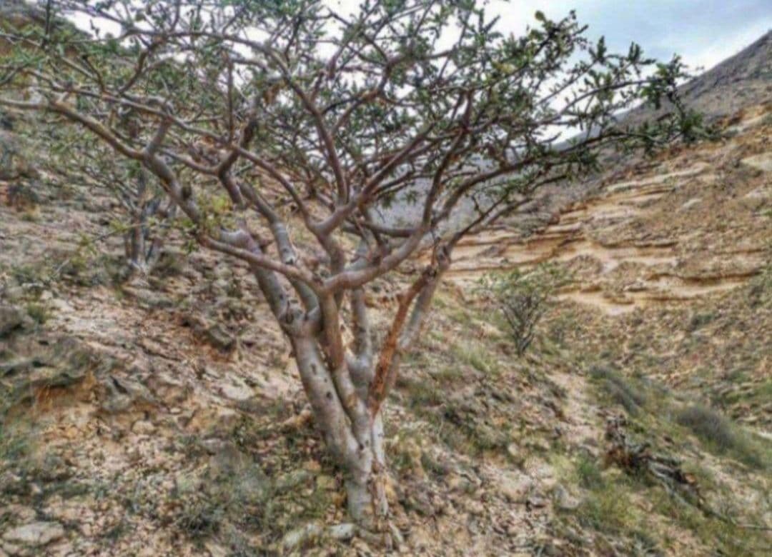 300gr 最高級フランキンセンス樹脂香 乳香 レジン インセンス オマーン産