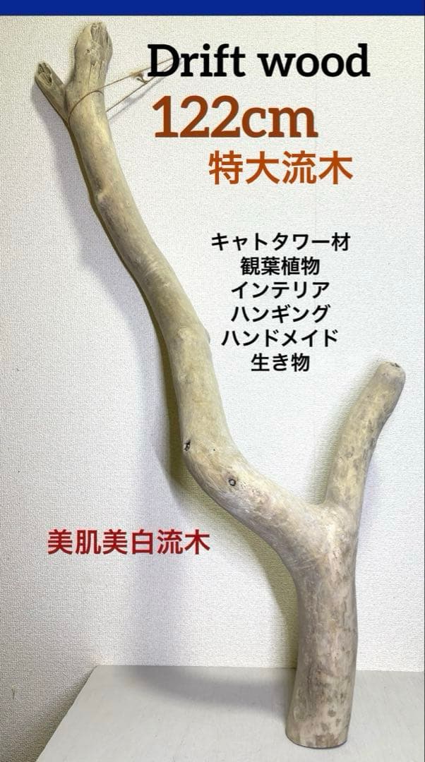 G7 流木　灰汁抜き処理済み　美肌美白特大流木122cm