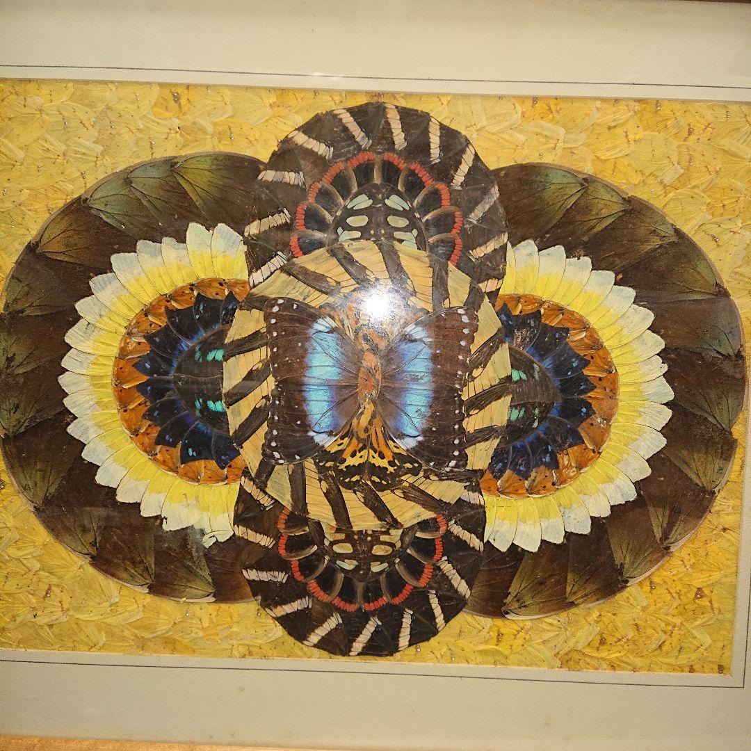 蝶画、貼絵、額入、レトロ標本