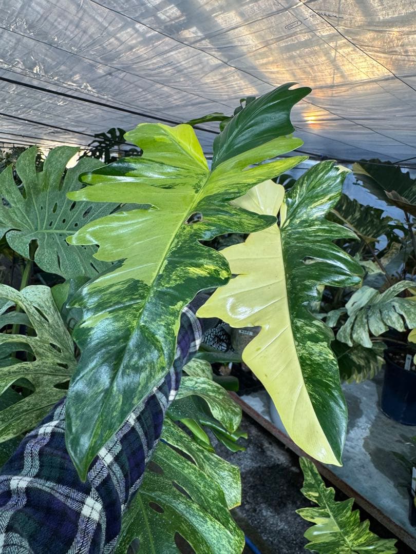 KN1 フィロデンドロン　キティナ　健康カット苗