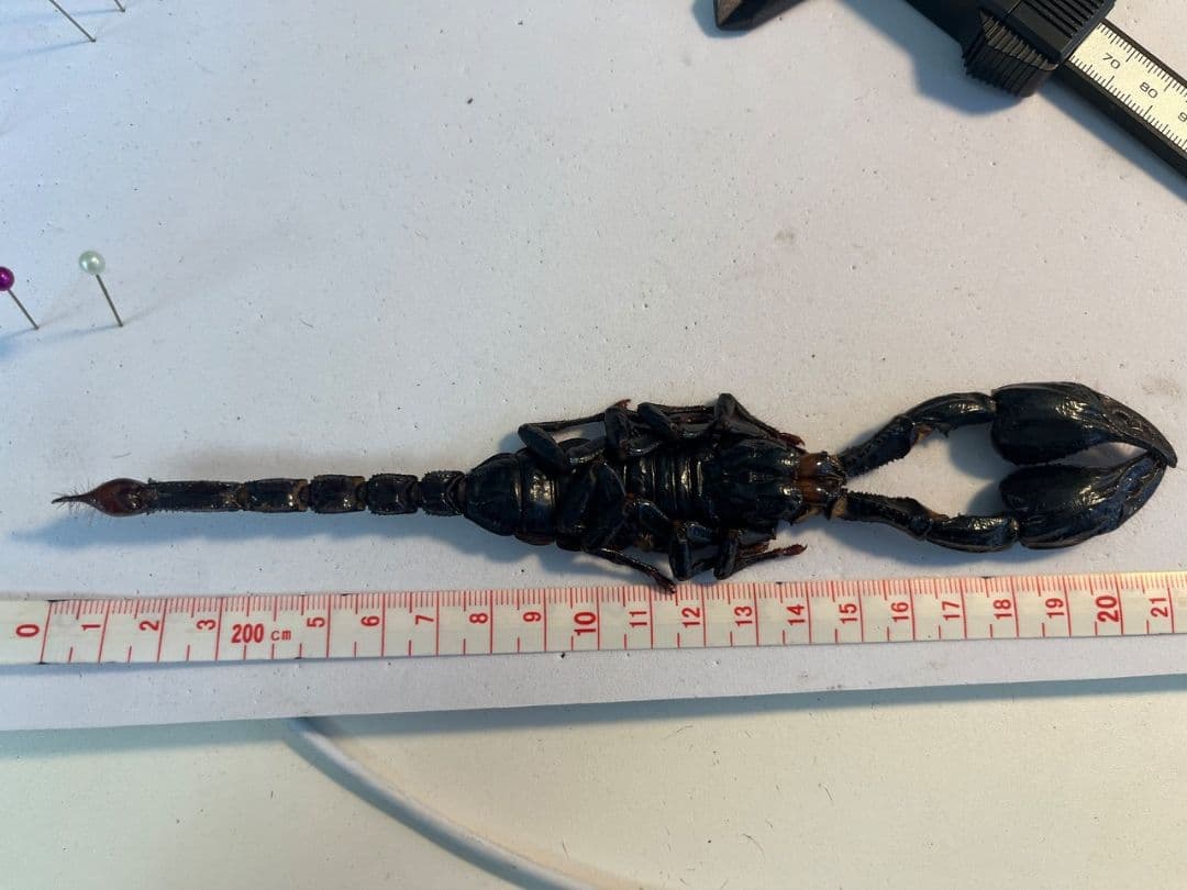【巨大蠍標本】アジアンフォレストスコーピオン タランチュラ ムカデセンチピードカ
