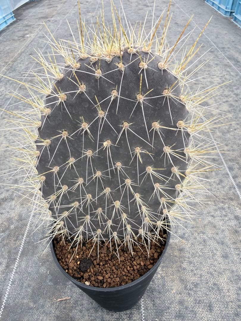 オプンチア　ガラパゴス団扇　サボテン