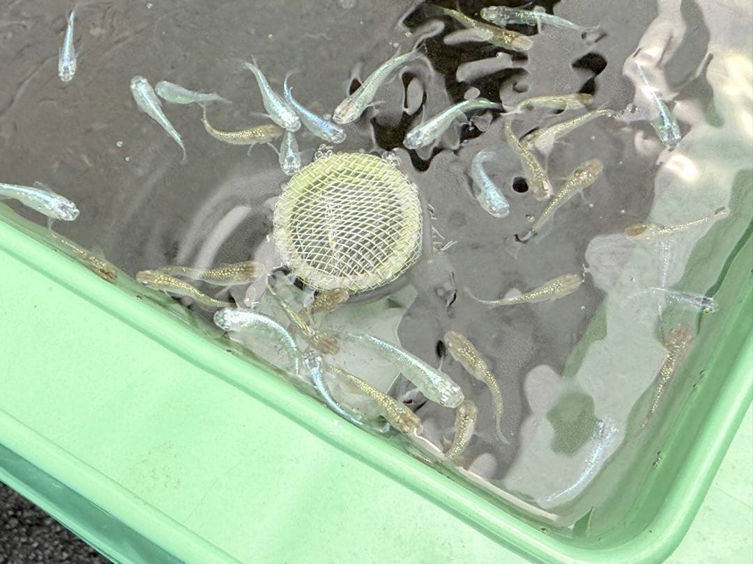 メダカ容器オーバーフロー加工トロ舟80L 3個セットプラ舟 NVボックス メダカ