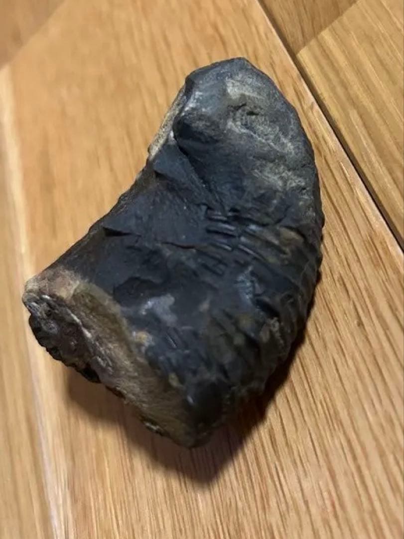 ディディモセラス　化石　アンモナイト　淡路島