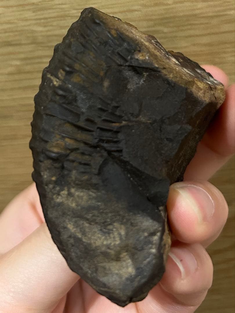 ディディモセラス　化石　アンモナイト　淡路島