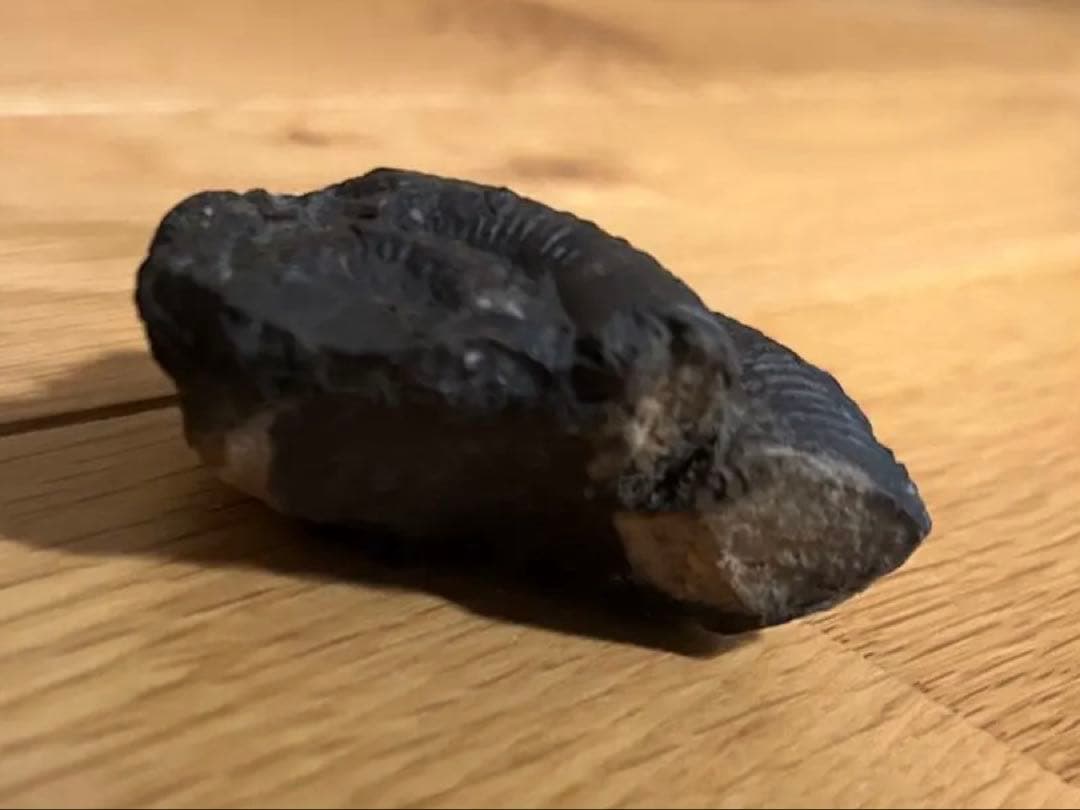 ディディモセラス　化石　アンモナイト　淡路島