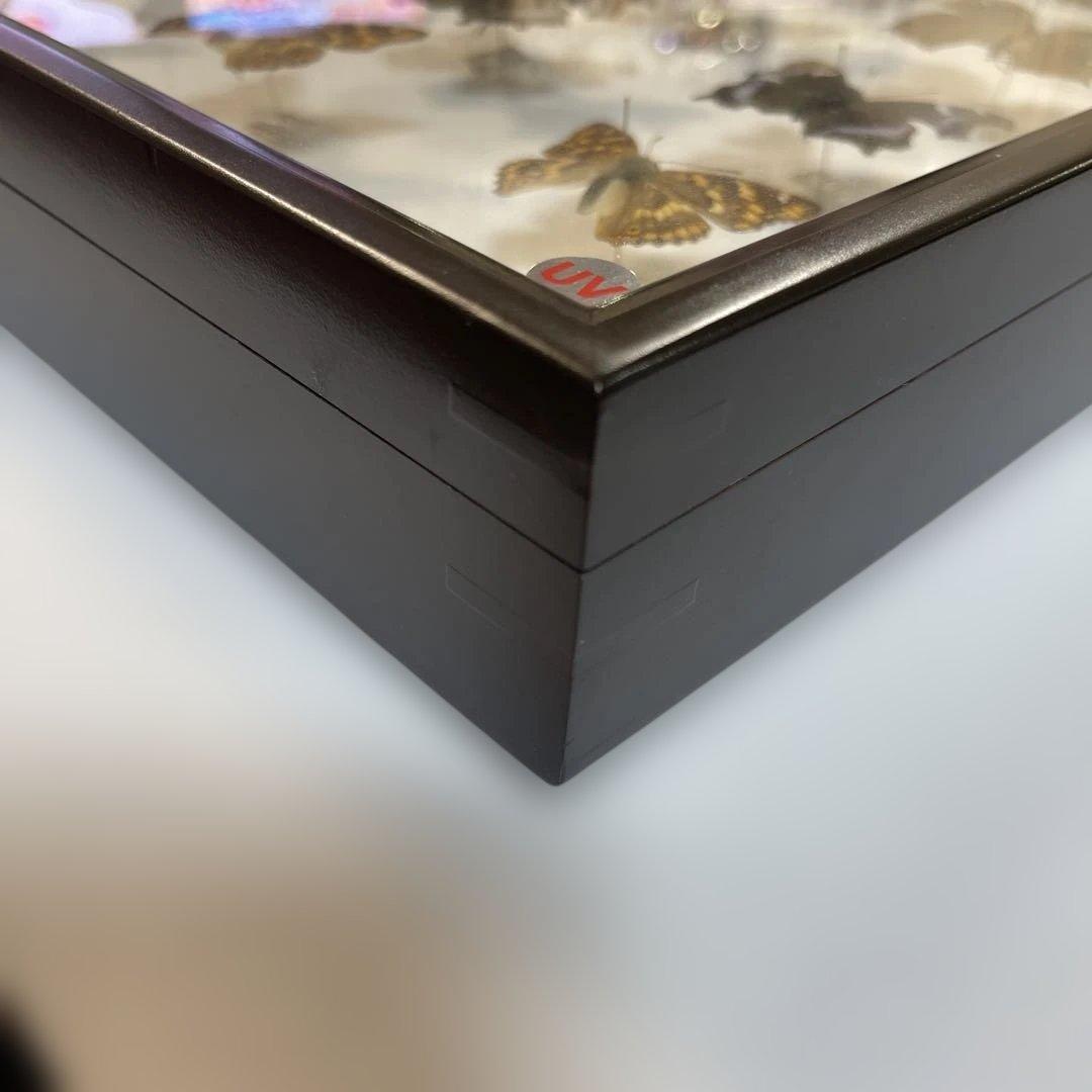 蝶標本、16匹 UV防止膜ドイツ箱