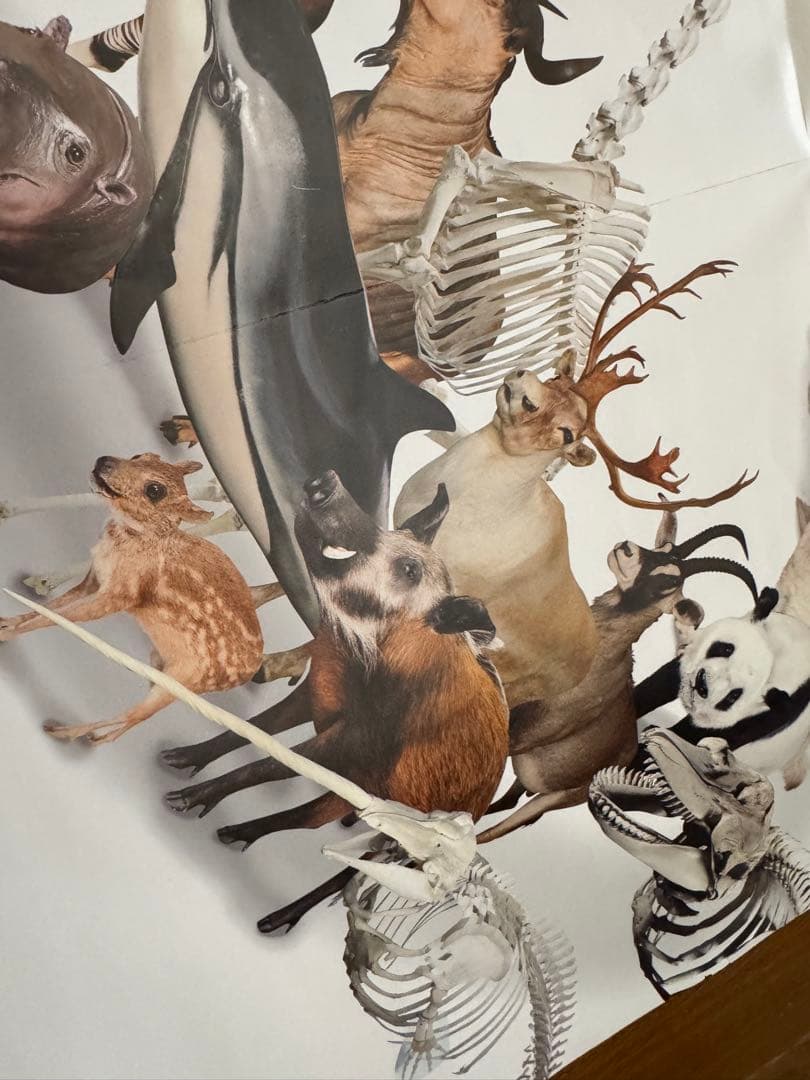 美品　大哺乳類展3 告知ポスター　カラー版