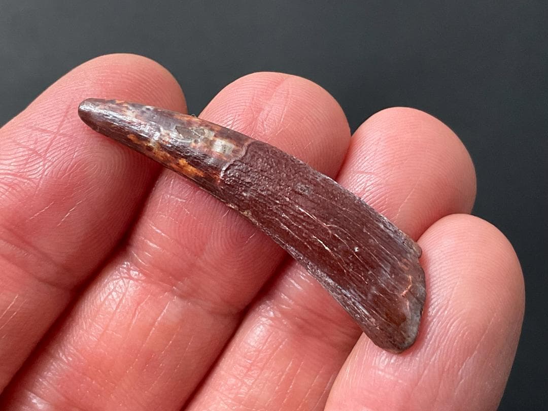 翼竜 化石 [PT15] コロボリンクス 恐竜の歯 希少 レア