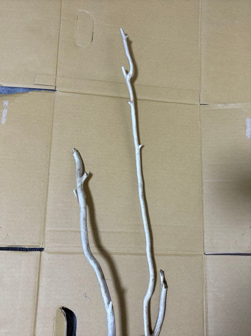 珊瑚　深海松 レインボーコーラル 原木 希少