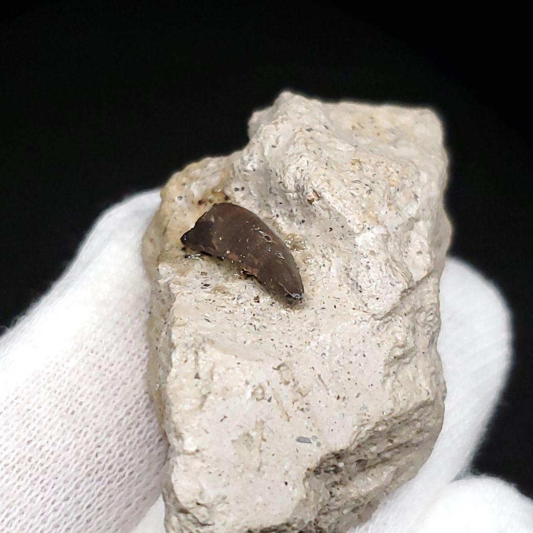 母岩付き ヌテテス 歯 本物 化石 フランス産 45.27mm  fr134