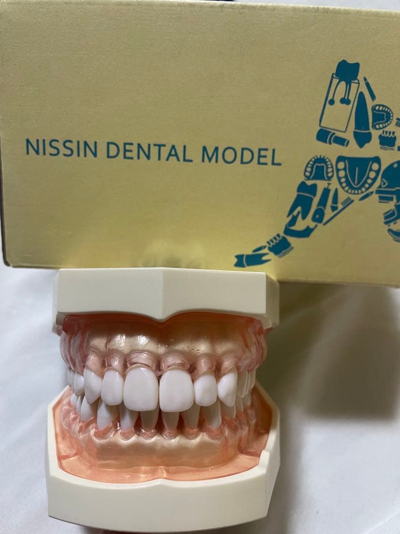 NISSIN ニッシン 顎模型 箱付き