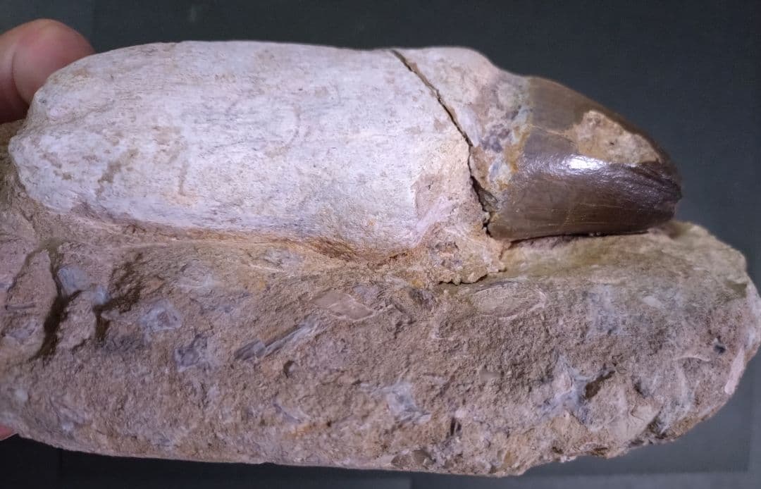 【特大プログナソドン】モササウルスの歯14cmオーバー1.8kg歯根岩盤付