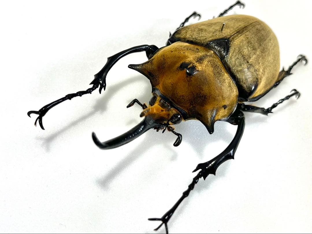 エレファスゾウカブト 112mm 標本